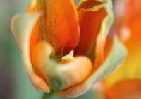 Tulpe 6