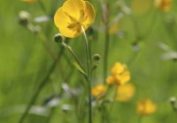 Butterblumen