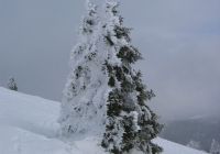 Wintertanne