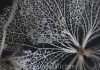 verblühte Hortensie 1