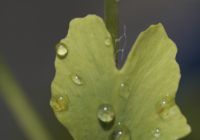 Gingko
