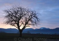 Sonnenaufgang im Schwarzwald