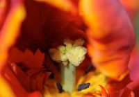 Tulpe 1