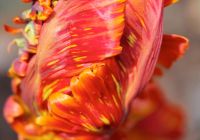 Tulpe 2