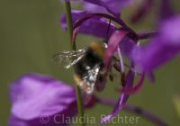 Blüte mit Hummel
