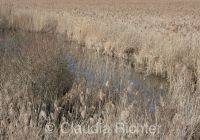 Steppe in Oberschwaben