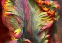 Tulpe 3