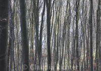 vor lauter Bäumen den Wald