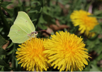 Claudia Richter, Doppelkarte Gelber Schmetterling mit Löwenzahn