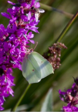 Claudia Richter, Karte, Abschied, Neubeginn, Entwicklung, Reifung