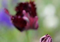 Tulpe 5