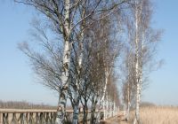 Am Federsee