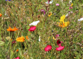 Claudia Richter Doppelkarte Blumenwiese"
