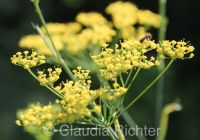 Fenchel