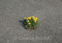 Löwenzahn im Asphalt