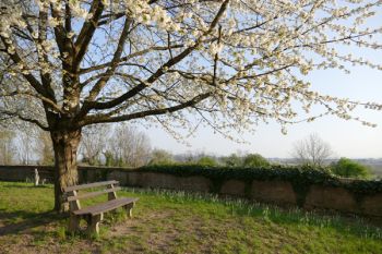 Kirschbaum, Frühling,Claudia Richter,Lebensfreude,Ruhe, Pause, Natur, Südbaden, Früchte, Beginn
