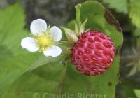 Walderdbeere