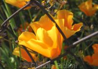 Gefangene Blume