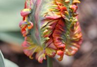 Tulpe 4