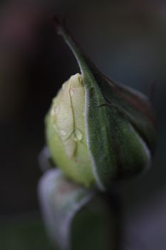 Claudia Richter, Rosenknospe, Regen