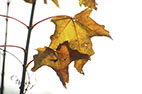 Herbstlicht